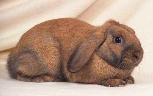 Карликовий висловухий кролик: опис, зміст