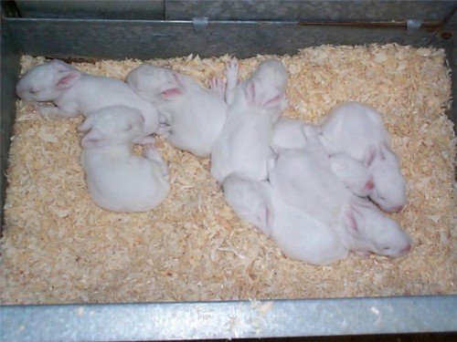 З чого почати розведення кроликів в домашніх умовах