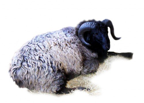 Вівчарство в світі: огляд розвинених країн лідерів, таблиці