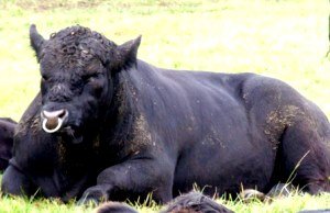 Достоїнства і опис Абердин ангуської породи корів