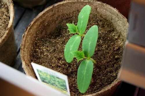 Як виростити розсаду огірків в домашніх умови: посів