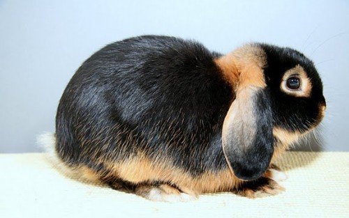 Карликовий висловухий кролик: опис, зміст