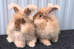 Якого догляду вимагають пухові кролики