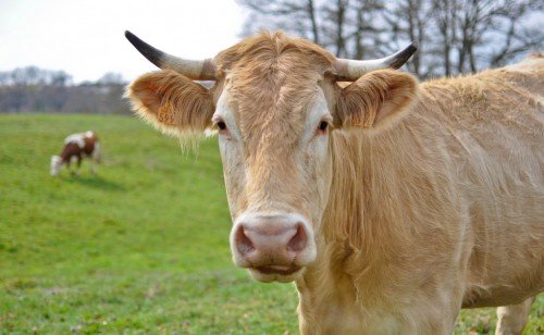 Бруцельоз у корів: що таке, симптоми і лікування