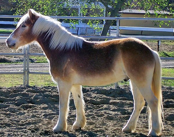 Гніда масть коня: опис, різновиди з фото