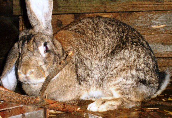Характеристика та продуктивність породи кроликів Різен