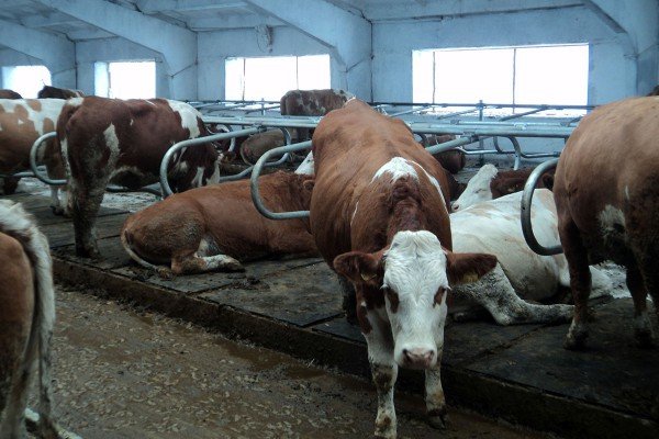 Методи утримання корів у домашніх умовах