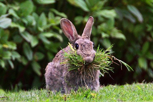 Кролики мясних порід: догляд, вирощування на мясо