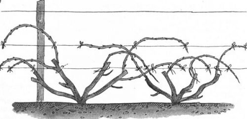 Як правильно підвязати виноград навесні: схема підвязки