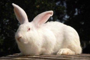 Про процесі парування кролів в домашніх умовах