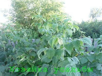 Коли пересаджувати малину на нове місце.