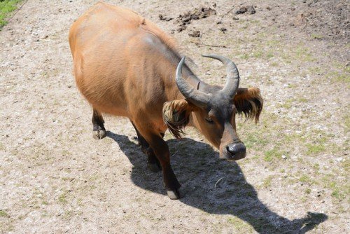 Карликовий (низькорослий) буйвол: опис породи