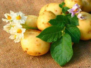 Маска з картоплі для волосся: рецепти та застосування