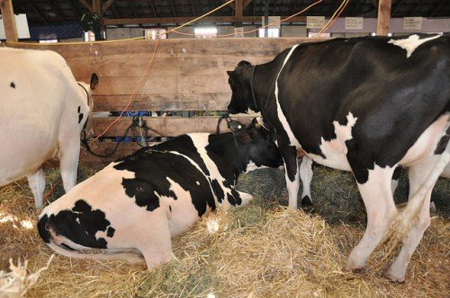 Як правильно запустити корову перед отеленням