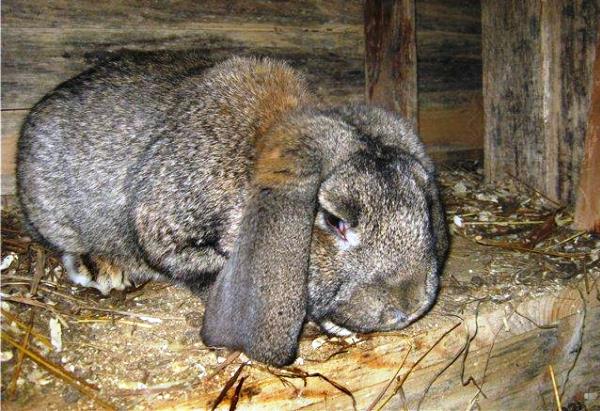 Лікування здуття живота у кроликів