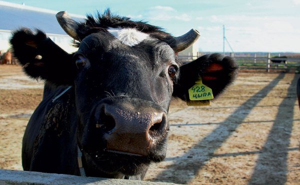 Скільки живе корова в середньому і як продовжити їй життя?