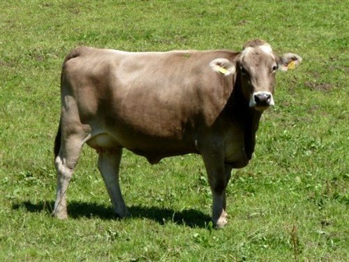 Костромська порода корів: опис, характеристика