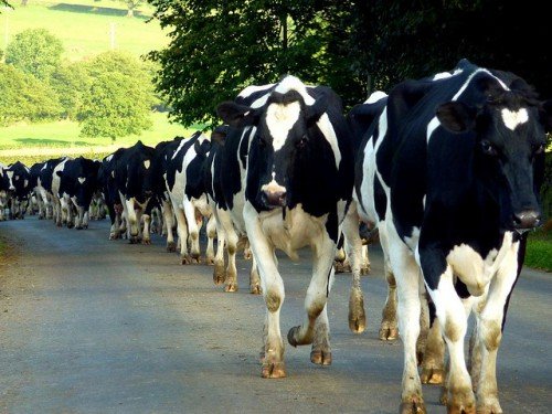 Характерні захворювання ратиць у корів