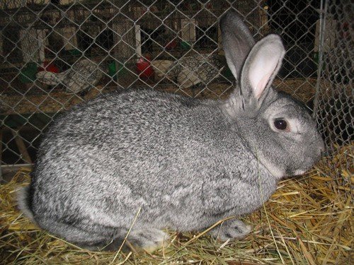 Забій і розбирання кролика в домашніх умовах