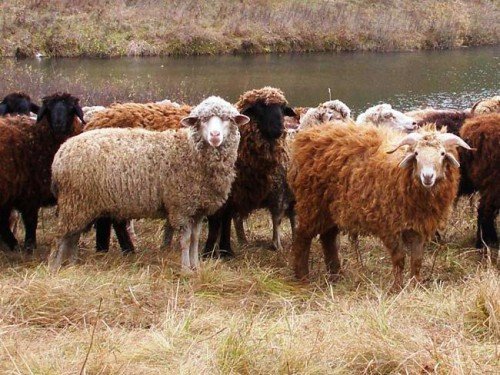Брадзот овець: симптоми, лікування, вакцина, профілактика