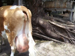 Симптоми та методи лікування катарального маститу у корів