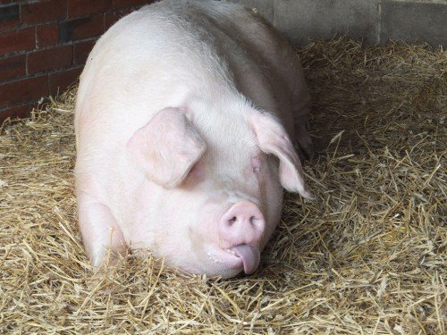 Саркоптоз свиней: симптоми, лікування, народні засоби