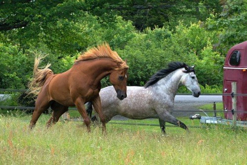 Андалузька порода коня: опис, розведення