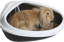 Правильне розведення кроликів в домашніх умовах для початківців