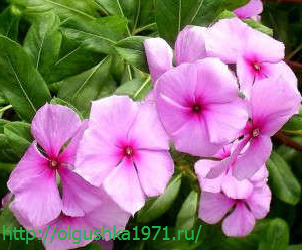 Багаторічні садові квіти, що цвітуть усе літо, назва, опис з фото.