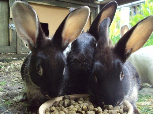 Як правильно годувати кроликів в домашніх умовах