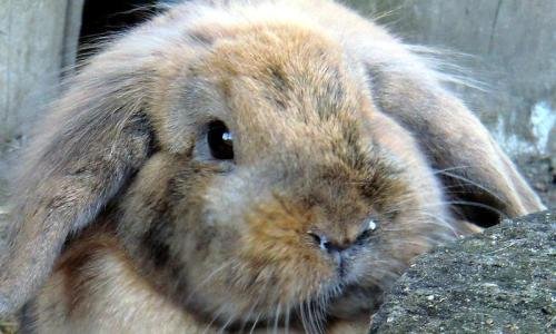 Чому виникає нежить у кроликів і як його лікувати?