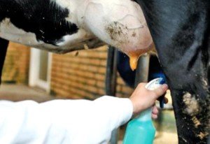 Огляд хвороб вимені у корів та їх лікування