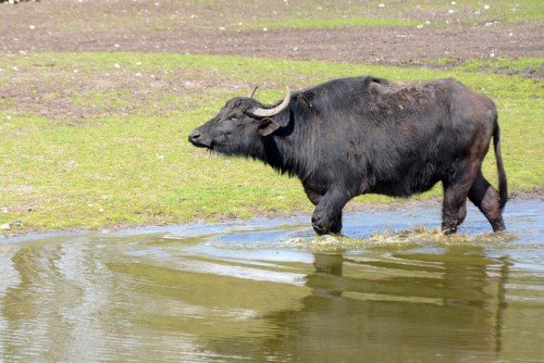 Водяний буйвіл (азіатський, індійський): опис, особеннсти