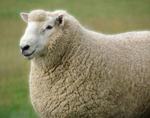 Вівчарство в світі: огляд розвинених країн лідерів, таблиці