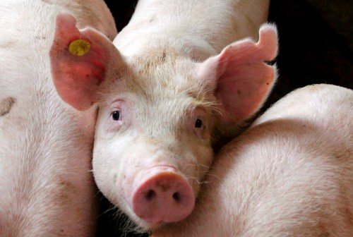 Вирощування свиней на глибокій незмінюваній підстилці