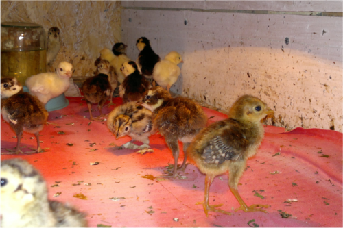 Інкубація фазанових яєць: огляд інкубаторів, терміни, температура