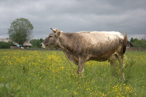 Костромська порода корів: опис, характеристика