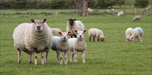 Розведення баранів і овець на мясо: як зробити бізнес і містити