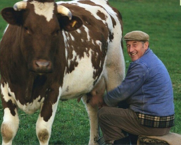Який річний надій молока від однієї корови