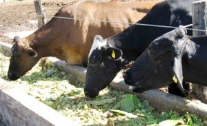 Як запустити шлунок корови у випадку закупорки?