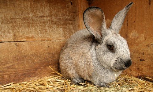 Лікування інфекційного стоматиту у кроликів