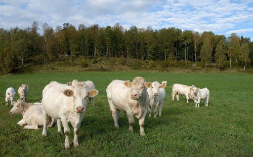 Годівля корів: раціон, скільки давати комбікормів, сіна