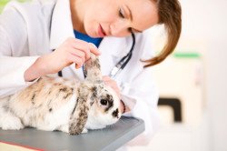 Чому виникає нежить у кроликів і як його лікувати?