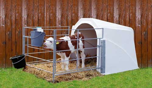 Як побудувати стійло (стодола, хлів) для корів і телят своїми руками