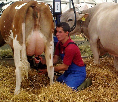 Як доїти корову: ручний та апаратний способи