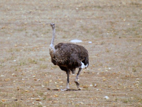 Африканський страус: опис птиці, проживання, розмноження