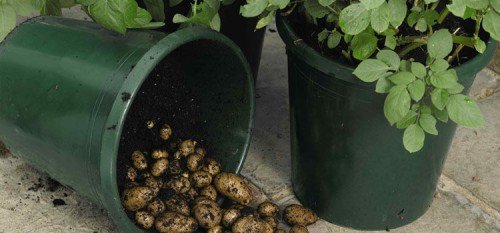 Картопля в бочці: вирощування, як посадити