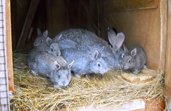 Опис і переваги кроликів породи Сірий велетень