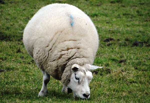 Опис і гідності овець породи Тексель