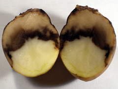 Хвороби картоплі з за неправильного зберігання.